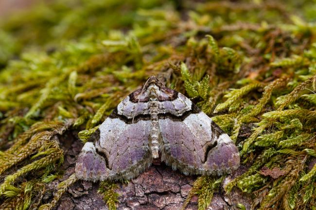 Streamer (Anticlea derivata). County Durham, United Kingdom. May 2022