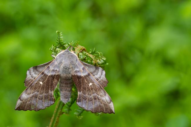 Poplar Hawk-moth (Laothoe populi). County Durham, United Kingdom. May 2022