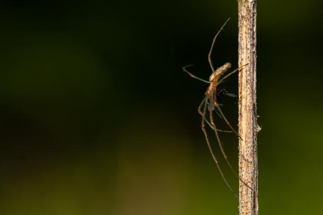 Long-jawed Orb Weaver (Tetragnathidae sp.). County Durham, United Kingdom. May 2022