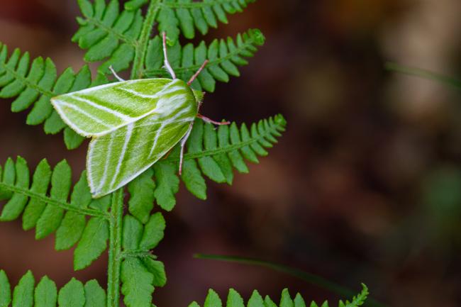 Green Silver-lines (Pseudoips prasinana). County Durham, United Kingdom. May 2022