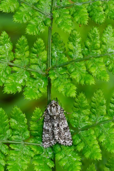 Knot Grass (Acronicta rumicis). County Durham, United Kingdom. May 2022