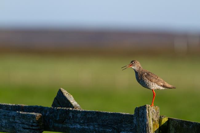 Common Redshank (Tringa totanus). County Durham, United Kingdom. June 2022