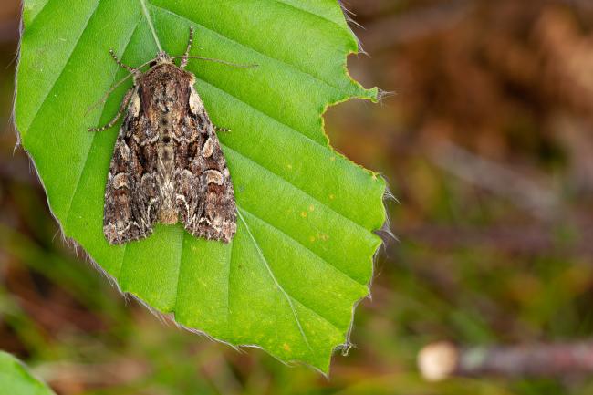 Pale-shouldered Brocade (Lacanobia thalassina). County Durham, United Kingdom. June 2022