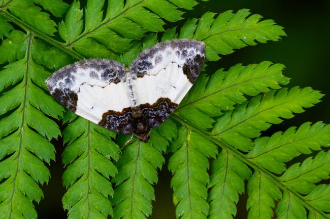 Beautiful Carpet (Mesoleuca albicillata). County Durham, United Kingdom. July 2022