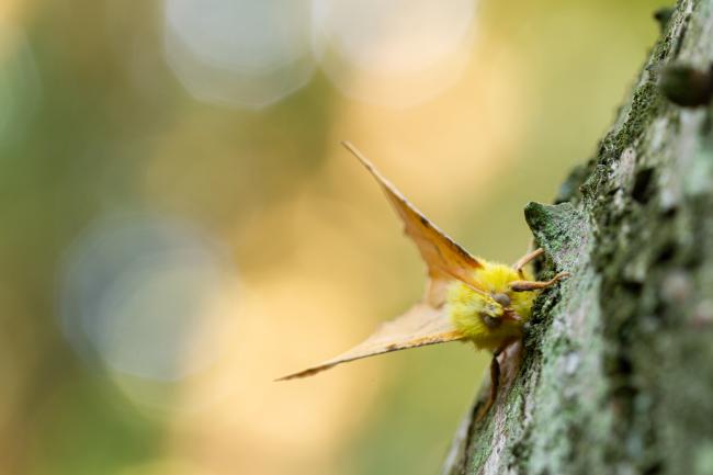 Canary-shouldered Thorn (Ennomos alniaria). County Durham, United Kingdom. August 2022