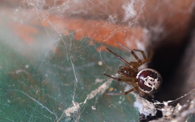 Noble False-widow Spider (Steatoda nobilis). West Sussex, United Kingdom. August 2022