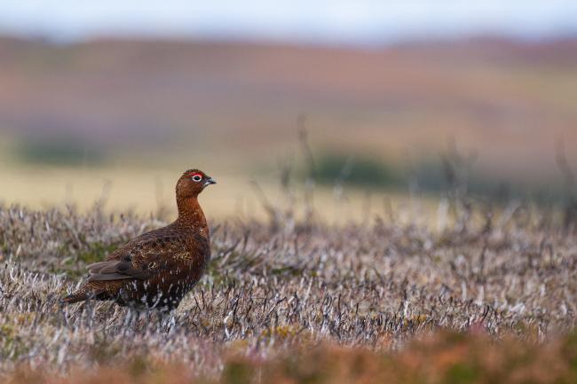 Red Grouse (Lagopus lagopus scotica). County Durham, United Kingdom. September 2022