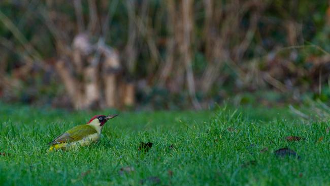 Green Woodpecker (Picus viridis). Oxfordshire, United Kingdom. December 2022