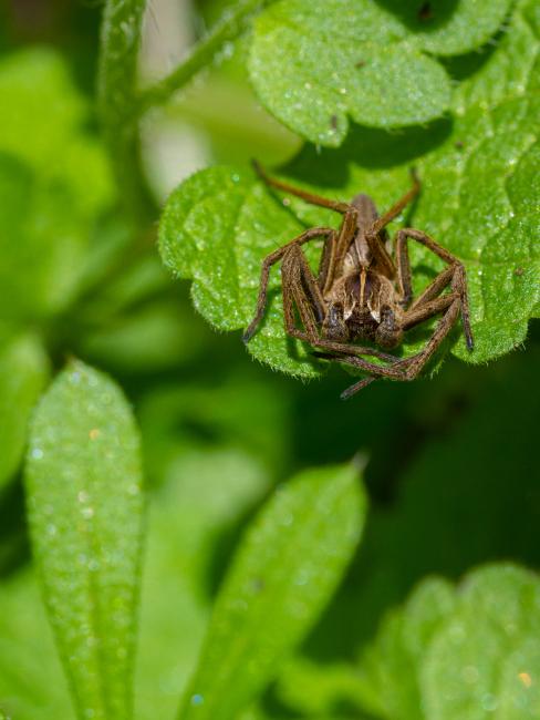 Nursery Web Spider (Pisaura mirabilis). Oxfordshire, United Kingdom. April 2023
