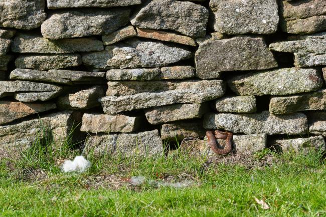 Adder (Vipera berus). County Durham, United Kingdom. May 2023