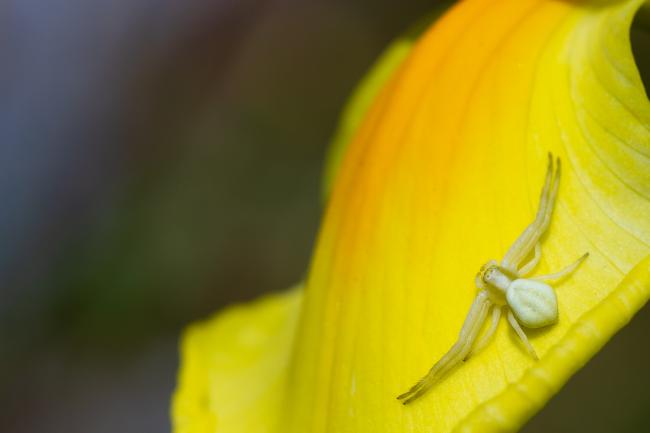 Goldenrod Crab Spider (Misumena vatia). West Sussex, United Kingdom. May 2023