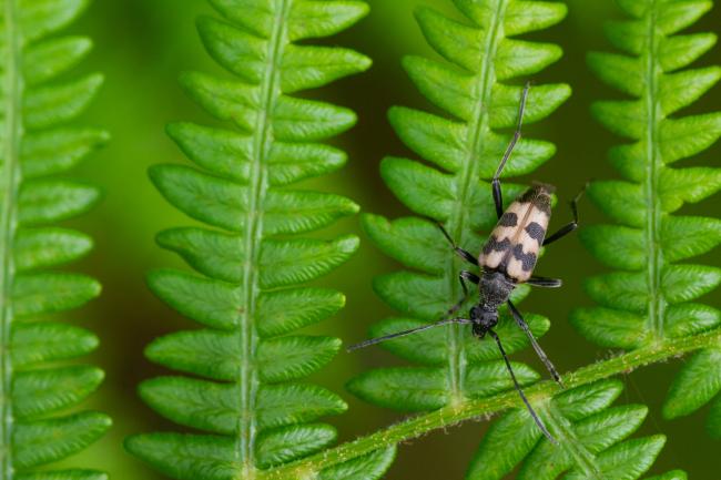 Longhorn Beetle (Pachytodes cerambyciformis). County Durham, United Kingdom. June 2023