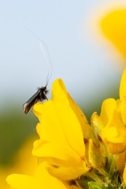 Green Longhorn (Adela reaumurella). County Durham, United Kingdom. May 2024