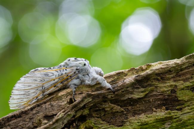 Puss Moth (Cerura vinula). County Durham, United Kingdom. May 2024