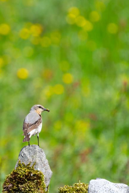Northern Wheatear (Oenanthe oenanthe). Derbyshire, United Kingdom. June 2024