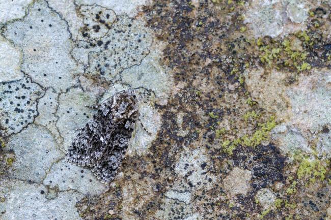 Knot Grass (Acronicta rumicis). County Durham, United Kingdom. June 2024