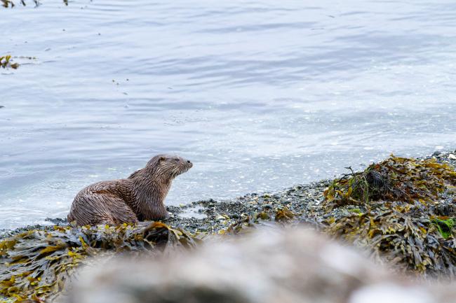 Eurasian Otter (Lutra lutra). Argyll and Bute, United Kingdom. August 2024