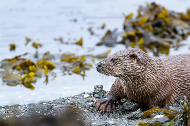 Eurasian Otter (Lutra lutra). Argyll and Bute, United Kingdom. August 2024