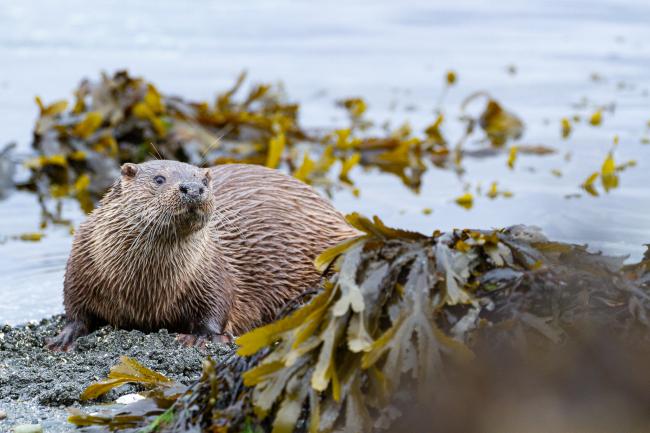 Eurasian Otter (Lutra lutra). Argyll and Bute, United Kingdom. August 2024