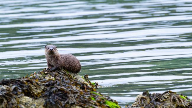 Eurasian Otter (Lutra lutra). Argyll and Bute, United Kingdom. August 2024