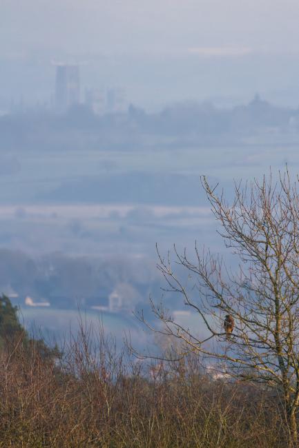 Common Buzzard (Buteo buteo). County Durham, United Kingdom. February 2025