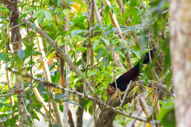 Indian Giant Squirrel (Ratufa indica). Idukki, India. February 2025