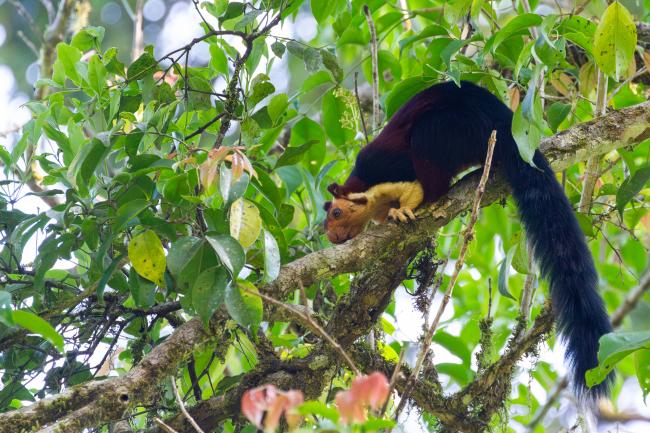 Indian Giant Squirrel (Ratufa indica). Idukki, India. February 2025