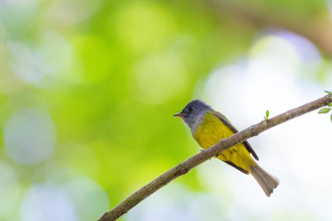 Grey-headed Canary-Flycatcher (Culicicapa ceylonensis). Idukki, India. February 2025