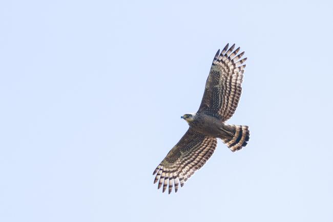Crested Serpent-eagle (Spilornis cheela). Idukki, India. February 2025