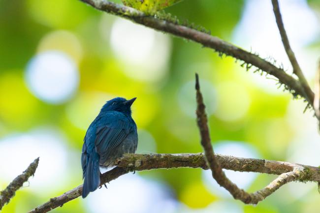 Nilgiri Flycatcher (Eumyias albicaudatus). Idukki, India. February 2025