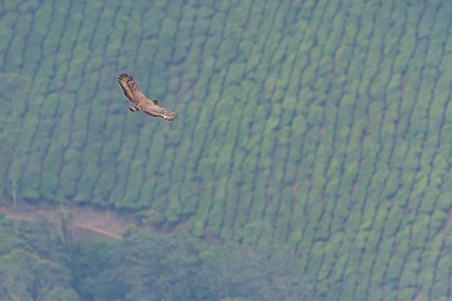 Crested Serpent-eagle (Spilornis cheela). Idukki, India. February 2025