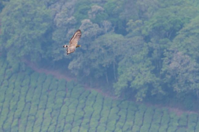Crested Serpent-eagle (Spilornis cheela). Idukki, India. February 2025