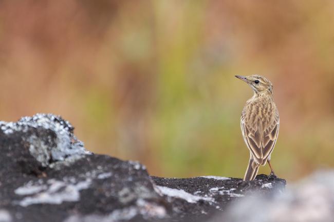 Paddyfield Pipit (Anthus rufulus). Idukki, India. February 2025