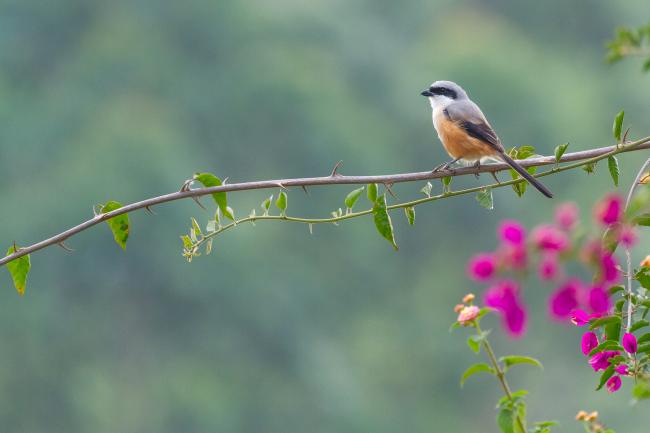 Long-tailed Shrike (Lanius schach). Idukki, India. February 2025