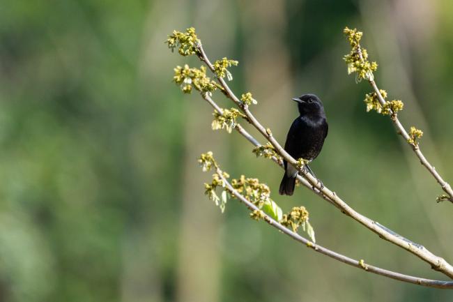 Pied Bushchat (Saxicola caprata). Idukki, India. February 2025
