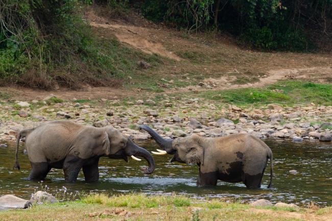 Indian Elephant (Elephas maximus indicus). Idukki, India. February 2025