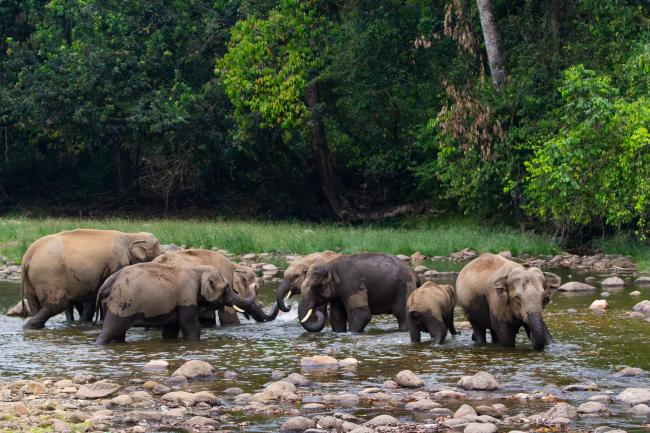 Indian Elephant (Elephas maximus indicus). Idukki, India. February 2025