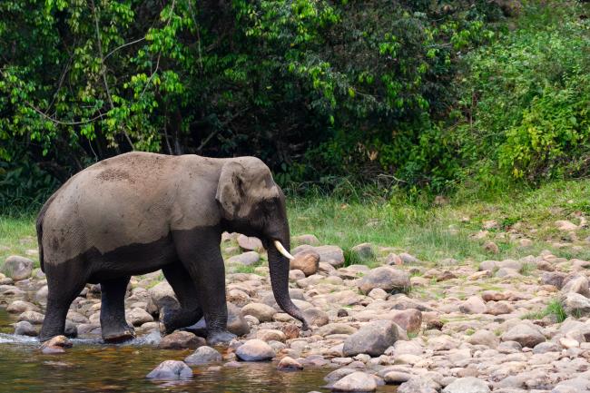 Indian Elephant (Elephas maximus indicus). Idukki, India. February 2025