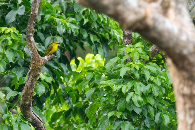 Yellow-browed Bulbul (Acritillas indica). Idukki, India. March 2025