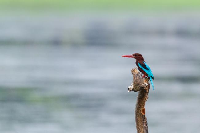 White-throated Kingfisher (Halcyon smyrnensis). Ernakulam, India. March 2025
