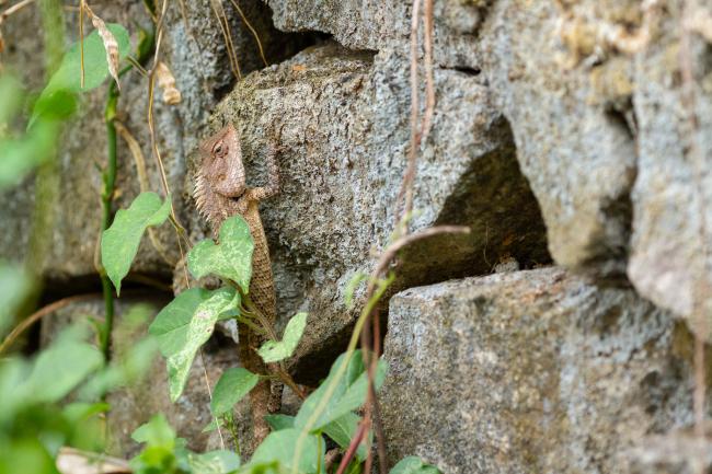 Oriental Garden Lizard (Calotes versicolor). Ernakulam, India. March 2025
