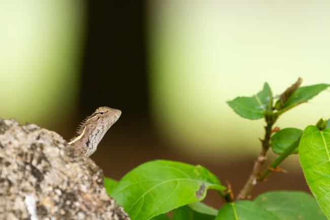 Lizard (Draconinae sp.). Ernakulam, India. March 2025