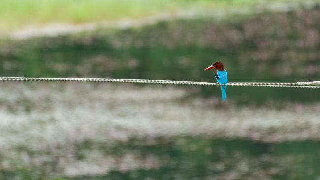 White-throated Kingfisher (Halcyon smyrnensis). Ernakulam, India. March 2025