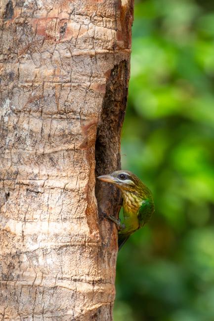 White-cheeked Barbet (Psilopogon viridis). Ernakulam, India. March 2025