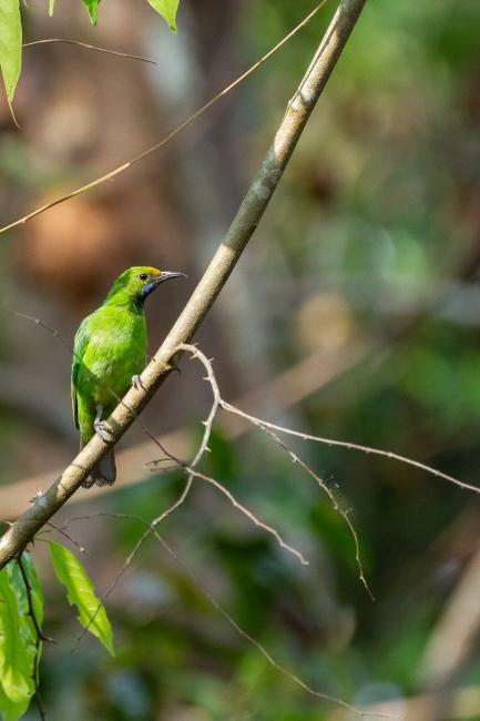 Golden-fronted Leafbird (Chloropsis aurifrons). Ernakulam, India. March 2025