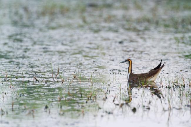 Pheasant-tailed Jacana (Hydrophasianus chirurgus). Alappuzha, India. March 2025