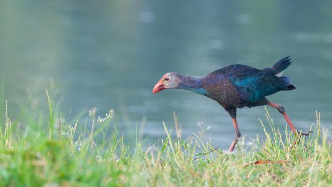 Grey-headed Swamphen (Porphyrio poliocephalus). Alappuzha, India. March 2025