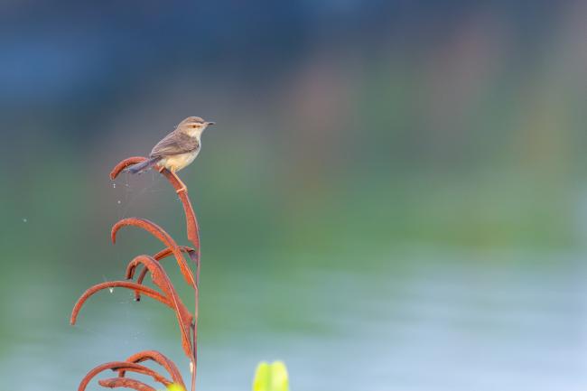 Plain Prinia (Prinia inornata). Alappuzha, India. March 2025