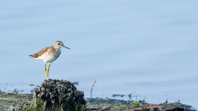 Wood Sandpiper (Tringa glareola). Alappuzha, India. March 2025