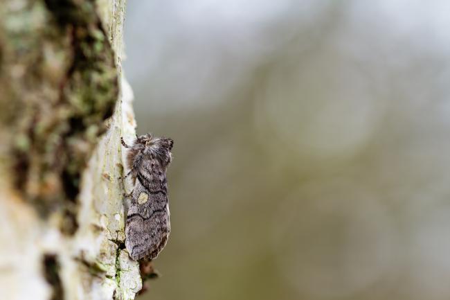 Yellow Horned (Achlya flavicornis). County Durham, United Kingdom. March 2025